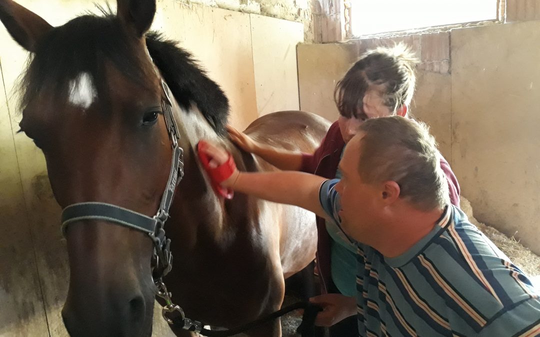 Terapie s koněm